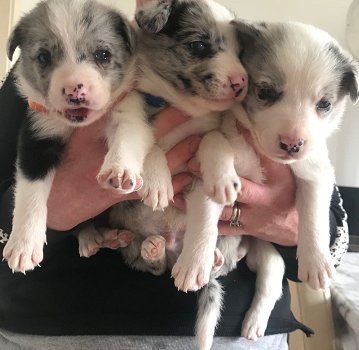 Border Collie pups - 0