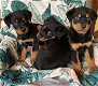 Rottweiler-puppy's beschikbaar. - 0 - Thumbnail