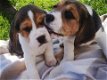 Mooie beagle! - 0 - Thumbnail