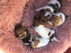 Jack Russell-puppy's