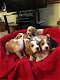 Beagle pups - 0 - Thumbnail