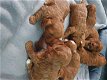 Cavapoo Pups - 1 - Thumbnail