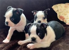 Boston Terrier-puppy's