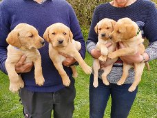 Labrador puppy's