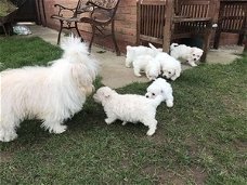 Bichon Frise-puppy's