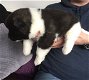 Akita-puppy's nu beschikbaar - 0 - Thumbnail