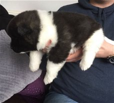 Akita-puppy's nu beschikbaar