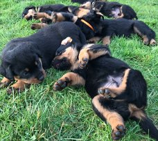 Rottweiler-puppy's