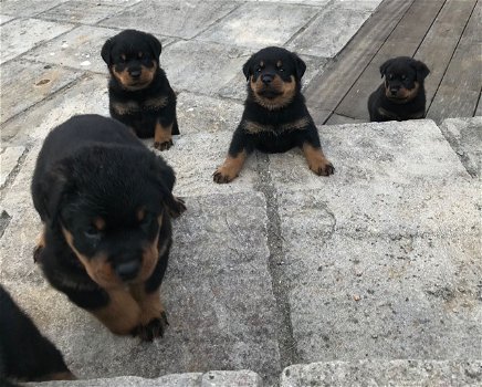 Rottweiler-puppy's - 1