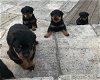 Rottweiler-puppy's - 1 - Thumbnail