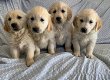 Golden retriever - 0 - Thumbnail