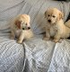 Golden retriever - 2 - Thumbnail