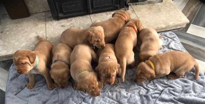 Gele Labrador-pups - 0