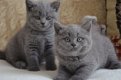 Brits blauwe korthaar kittens - 0 - Thumbnail