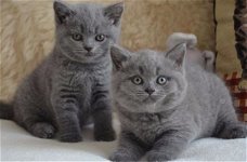 Brits blauwe korthaar kittens