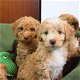 Cockapoo-puppy's - 0 - Thumbnail