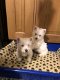 West Highland Terrier - 1 - Thumbnail