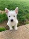 Prachtige West Highland Pupps - 0 - Thumbnail
