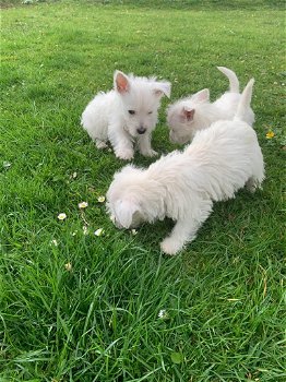 Prachtige West Highland Pupps - 1