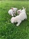 Prachtige West Highland Pupps - 1 - Thumbnail