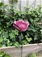 Metalen roos, leuke decoratie voor in de tuin, roze roos - 2 - Thumbnail