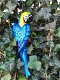 Set papegaaien in kleur, wanddecoratie van gietijzer - 2 - Thumbnail