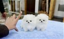 Pommeren puppy's voor adoptie - 0 - Thumbnail