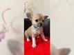 Mooie chihuahua pups geboren - 0 - Thumbnail