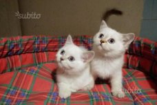 Entertainer Britse korthaar kittens 