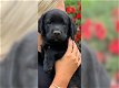 Zwarte Labrador pups - 0 - Thumbnail