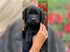 Zwarte Labrador pups 