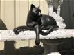 1 sculptuur kat uit Polystein , poes ,kat - 4 - Thumbnail