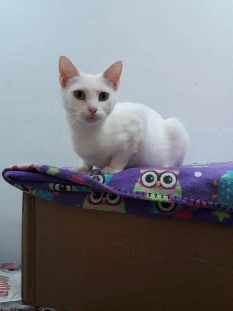 MJM Dogs Foundation: Perlita - nr. 1
