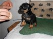 Pinscher pups - 0 - Thumbnail