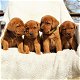 Charmante Labrador-puppy's - 0 - Thumbnail