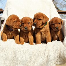 Charmante Labrador-puppy's