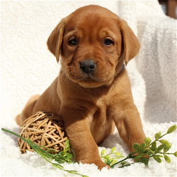 Charmante Labrador-puppy's - 1
