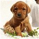 Charmante Labrador-puppy's - 1 - Thumbnail