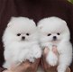 Mooie Pommerse puppy's beschikbaar - 0 - Thumbnail