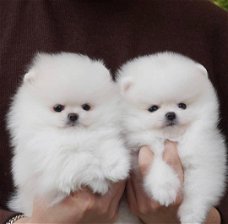 Mooie Pommerse puppy's beschikbaar