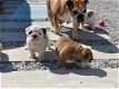 Engelse Bulldog-puppy's te koop - 0 - Thumbnail