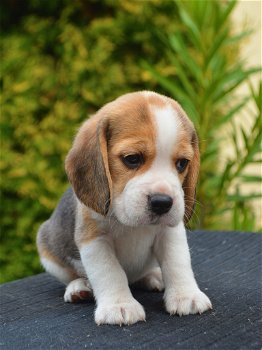 beagle pups - 0