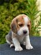 beagle pups - 0 - Thumbnail