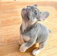 Franse bulldog puppies - 0 - Thumbnail