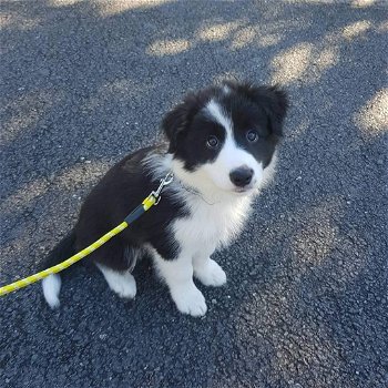 Border collie pups te koop - 0