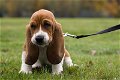 Basset Hound Puppies te koop - 0 - Thumbnail
