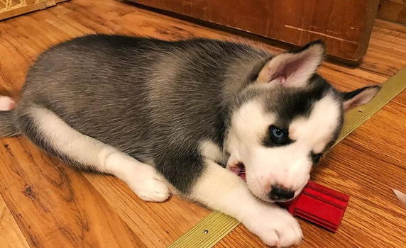 Zoete Siberische Husky-puppy's - 0