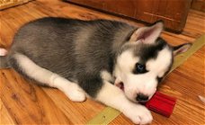 Zoete Siberische Husky-puppy's