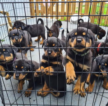 Topkwaliteit Rottweiler-puppy's - 0