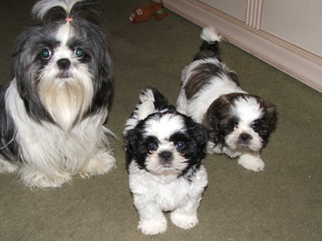 Schattige mannelijke en vrouwelijke Shih Tzu-puppy's - 0